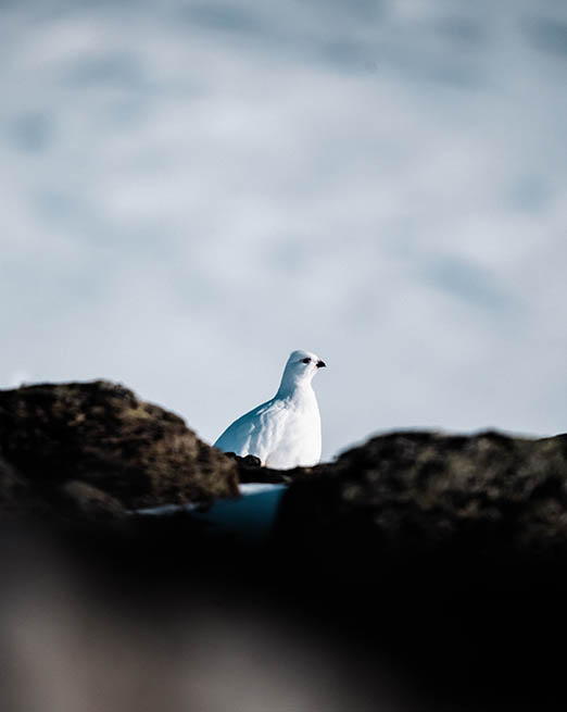 Ptarmigan
